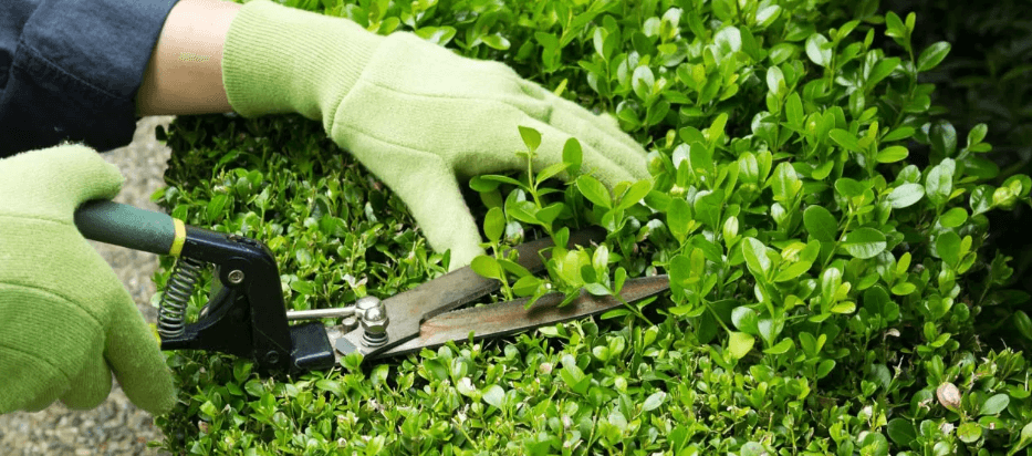 Công cụ cắt tỉa và cách sử dụng