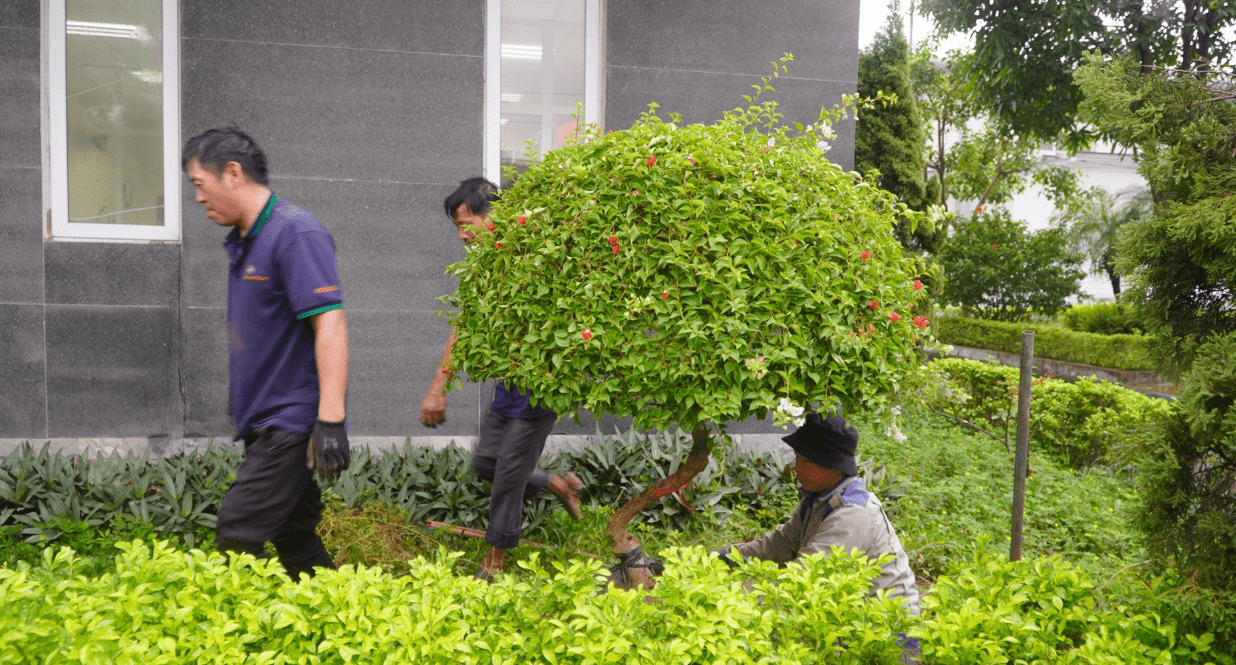 Thời điểm cắt tỉa và phòng trừ sâu bệnh